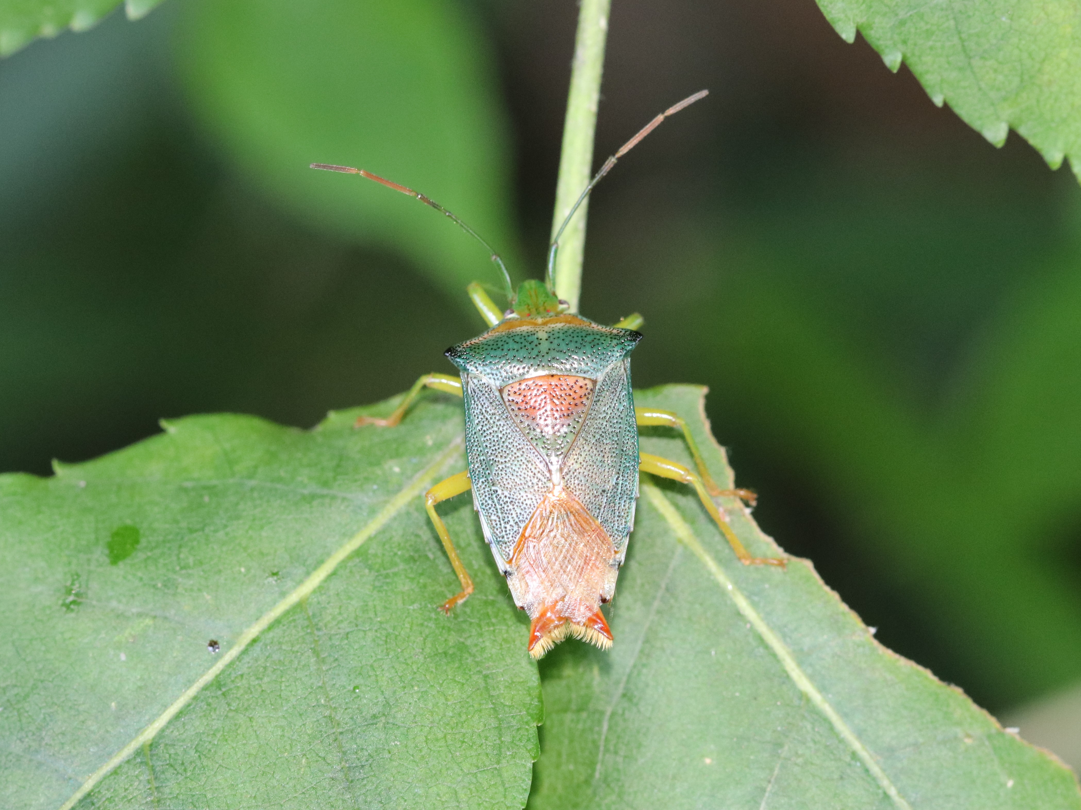 葉上のセアカツノカメムシ